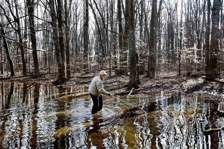 Vernal pools are small wooded wetlands that flood very briefly when winter snow melt and spring rain rolls through. They may be ephemeral, but for a short season they teem with life. Retired zoologist Wendell Patton looks for aquatic life in a vernal pool at Stratford Ecological Center in Delaware.    (Fred Squillante / The Columbus Dispatch)